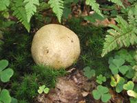 Dickschaliger Kartoffelbovist